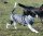 Infrarot-Ganzjahres-Hundemantel wasserdicht atmungsaktiv 100 cm