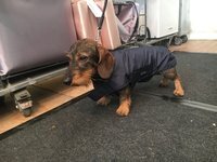 Infrarot-Ganzjahres-Hundemantel - Standard -  55 cm schwarz